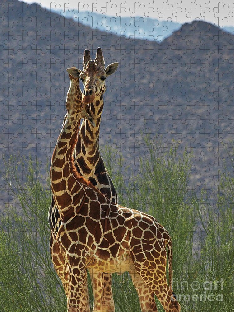 Giraffe Jigsaw Puzzle featuring the photograph Giraffe Hug by Steve Ondrus
