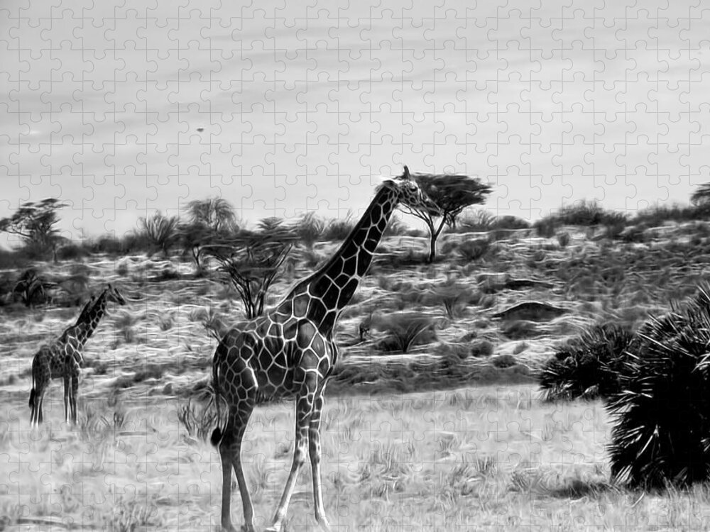 Giraffe Jigsaw Puzzle featuring the photograph Giraffes in Black and White by Cathy Anderson