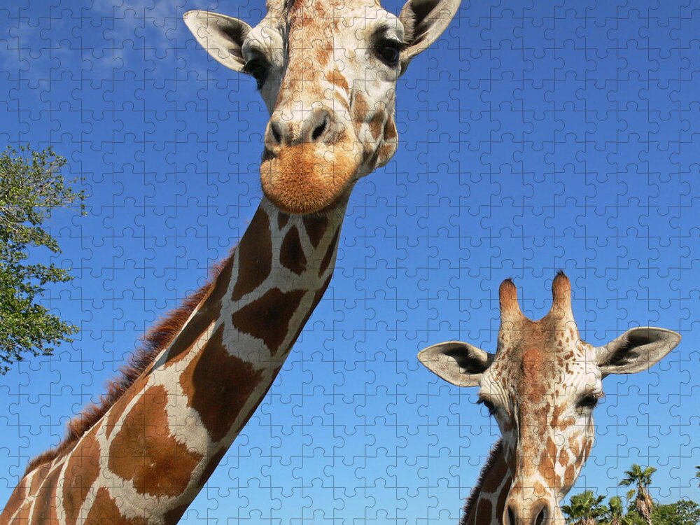 Giraffe Jigsaw Puzzle featuring the photograph Giraffes by Steven Sparks