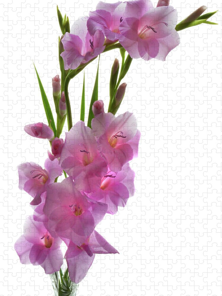 Gladiolus Jigsaw Puzzle featuring the photograph Glad's In Pink. by Terence Davis