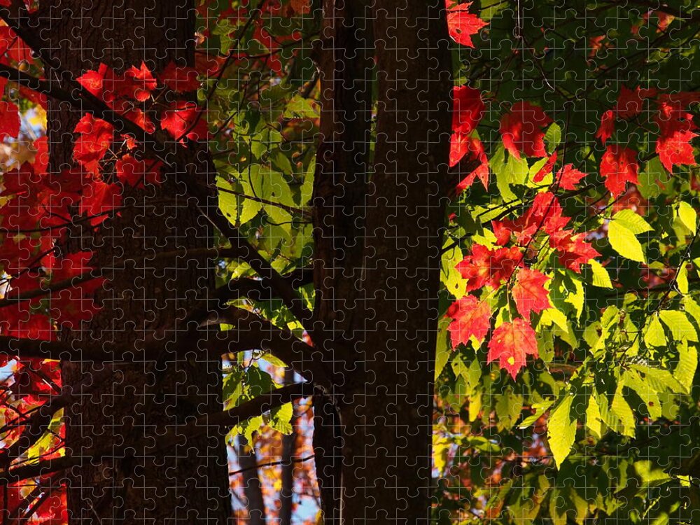 Nature Jigsaw Puzzle featuring the photograph Glowing Leaves by Dorothy Lee