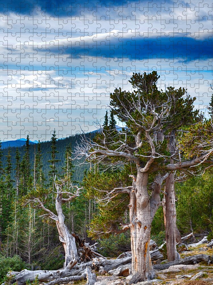 Mount Evans Jigsaw Puzzle featuring the mixed media Gnarly Trees 1 by Angelina Tamez