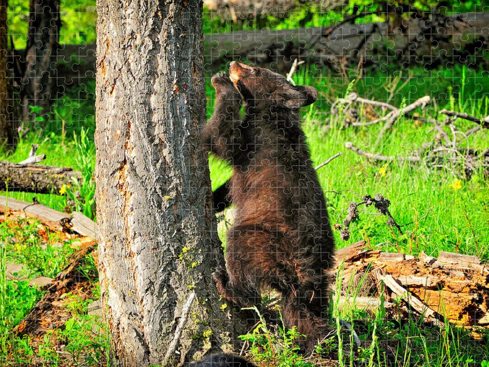 Bear Cub Jigsaw Puzzle featuring the photograph Go Climb A Tree by Greg Norrell