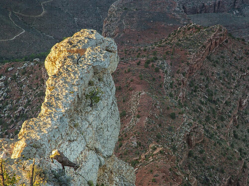 Grand Canyon Bighorn Sheep Jigsaw Puzzle featuring the photograph Go sheep go by Kunal Mehra