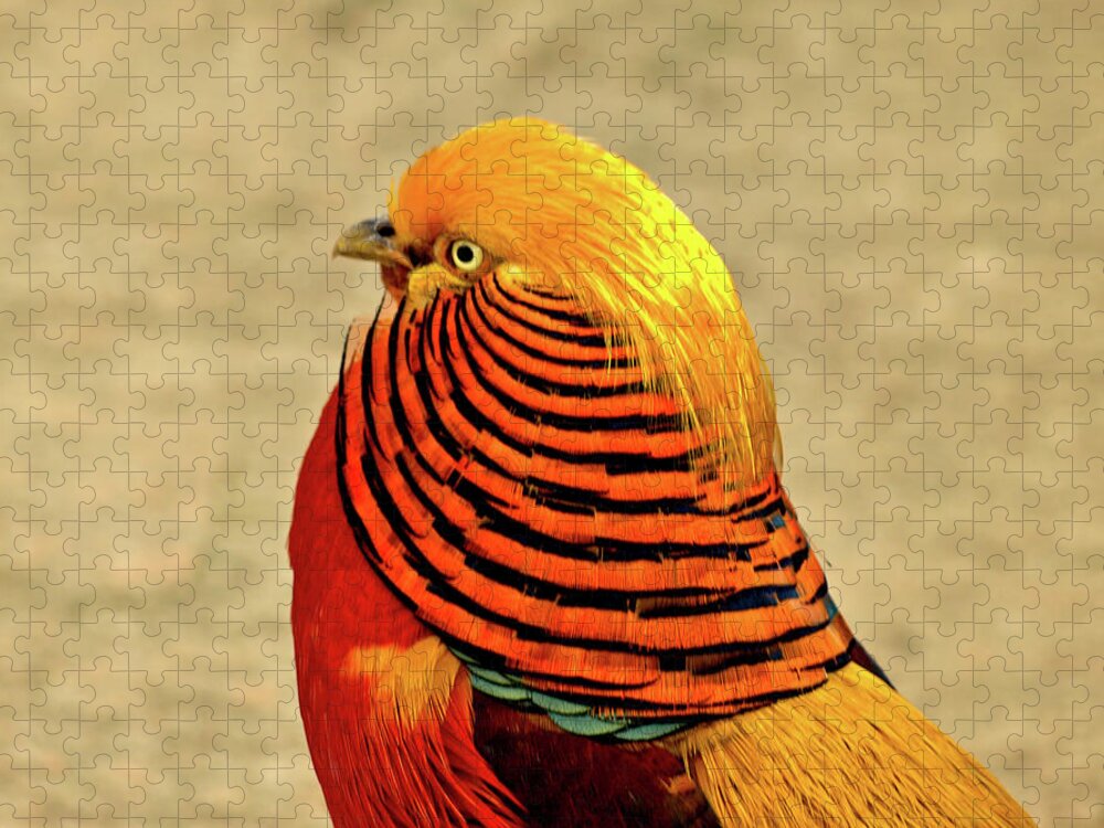 Birds Jigsaw Puzzle featuring the photograph Golden Pheasant by Richard Denyer