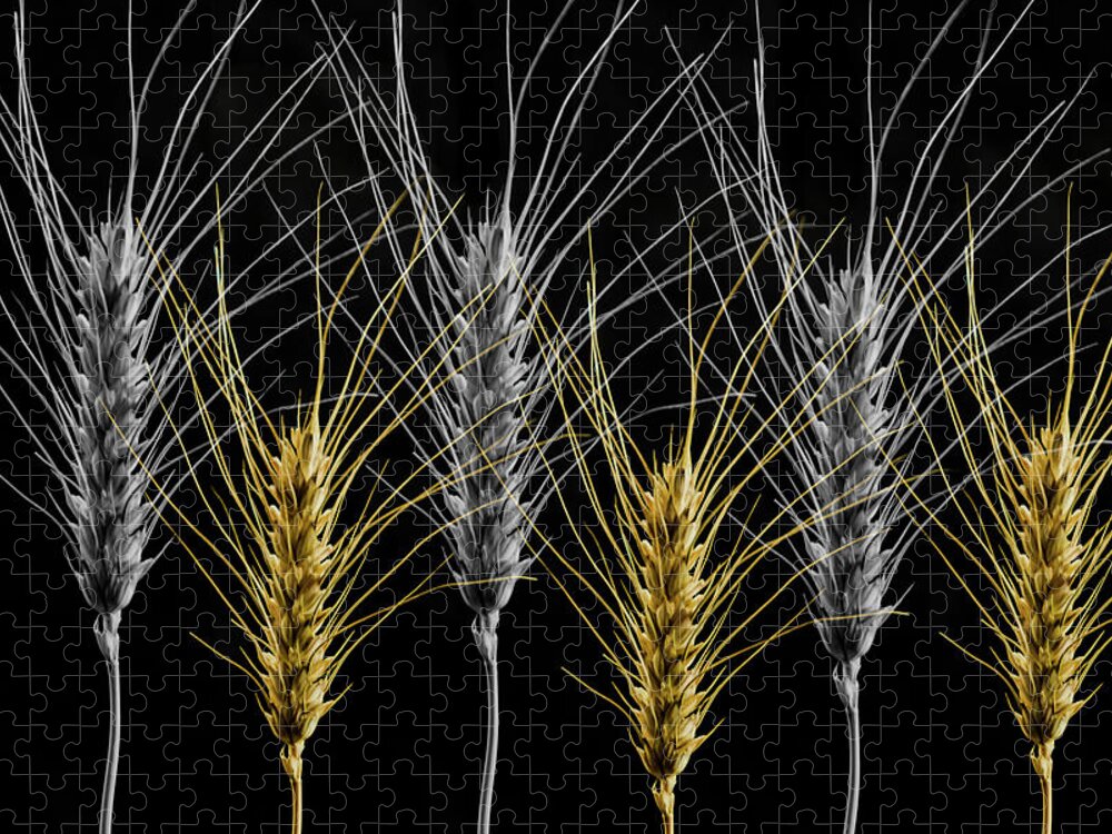 Wheat Jigsaw Puzzle featuring the photograph Gold and Silver Wheat by Wolfgang Stocker