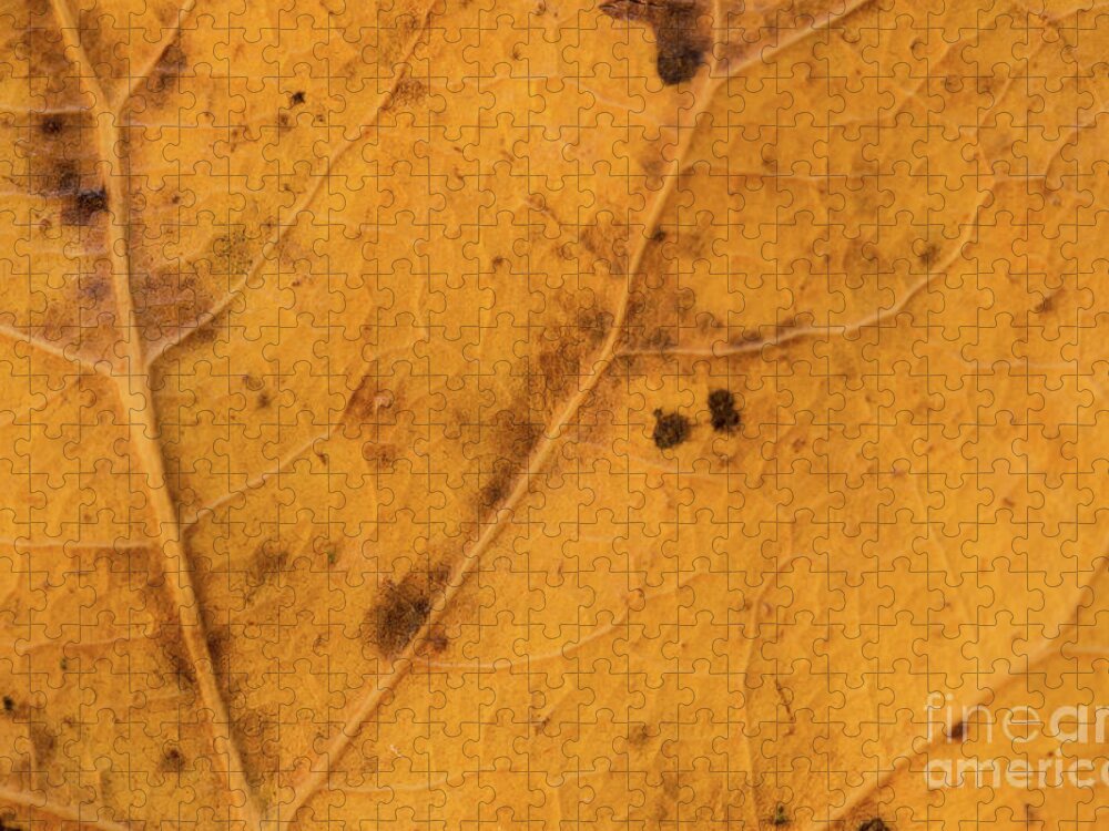 Fall Jigsaw Puzzle featuring the photograph Gold Leaf Detail by Ana V Ramirez