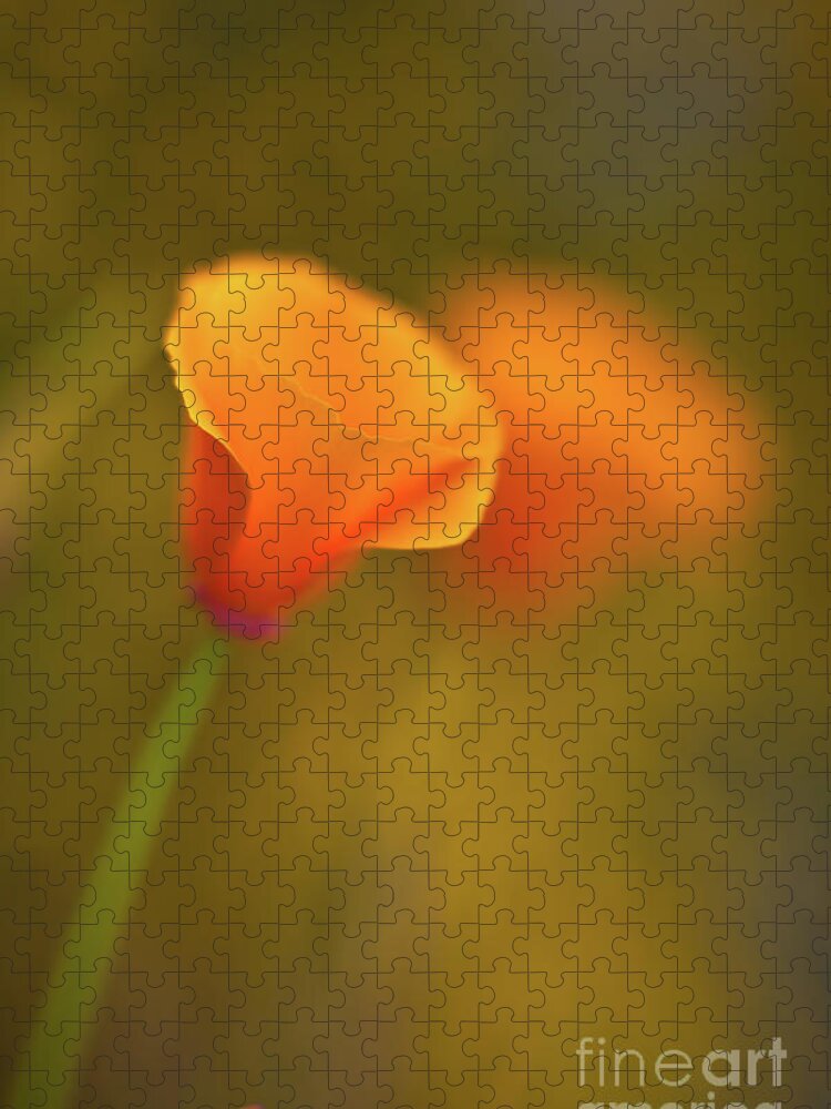 Poppy Jigsaw Puzzle featuring the photograph Golden Edges by Mike Reid