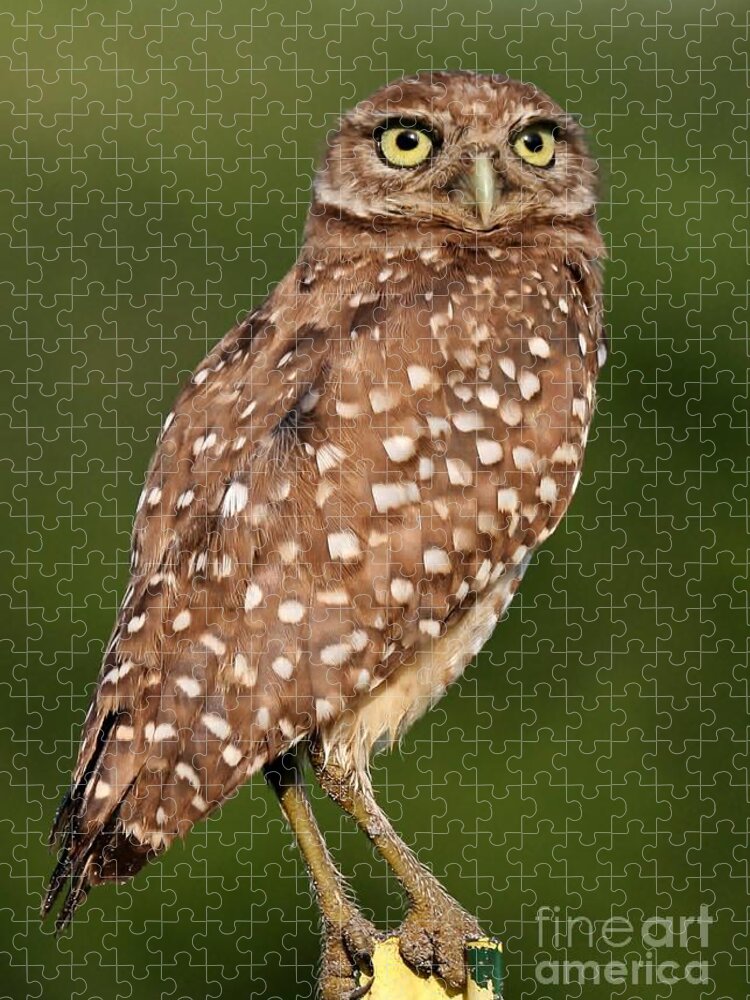 Owl Jigsaw Puzzle featuring the photograph Golden Eyes by Sabrina L Ryan