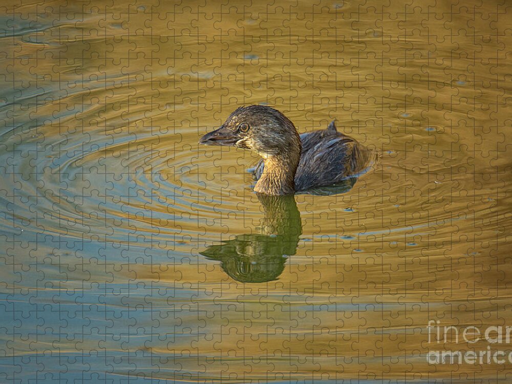 Grebe Jigsaw Puzzle featuring the photograph Golden Grebe by Craig Leaper