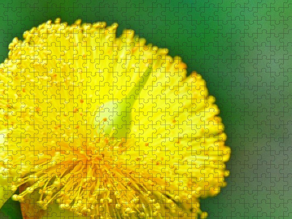 Golden Guinea 2 Jigsaw Puzzle featuring the photograph Golden Guinea 2 by Lisa Wooten