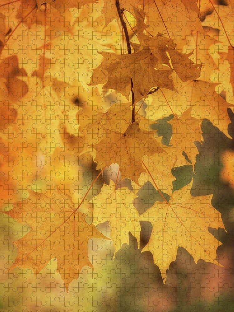 Maple Leaves Jigsaw Puzzle featuring the photograph Golden Maple by Saija Lehtonen