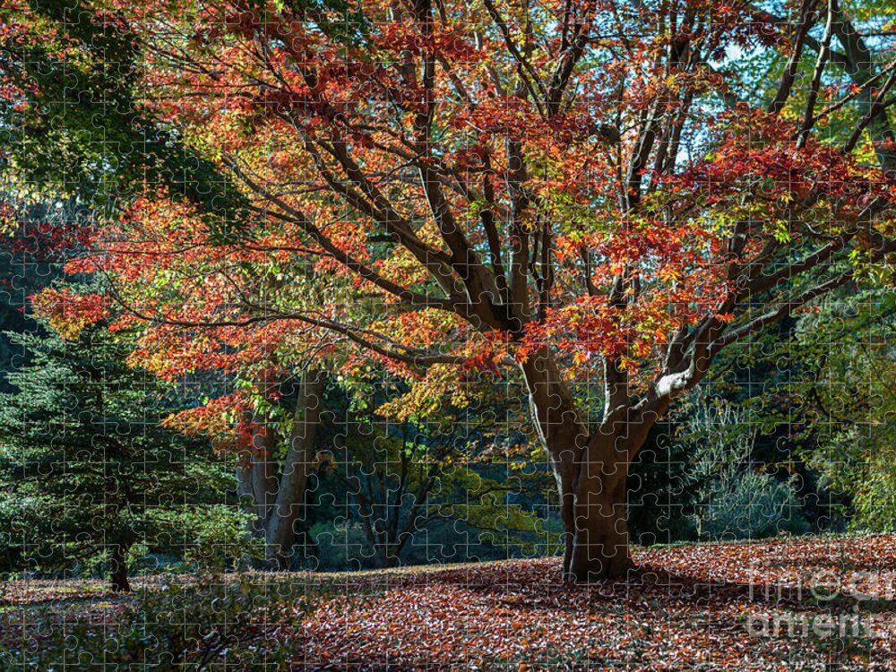 Biltmore Jigsaw Puzzle featuring the photograph Golden Red and Orange by Dale Powell