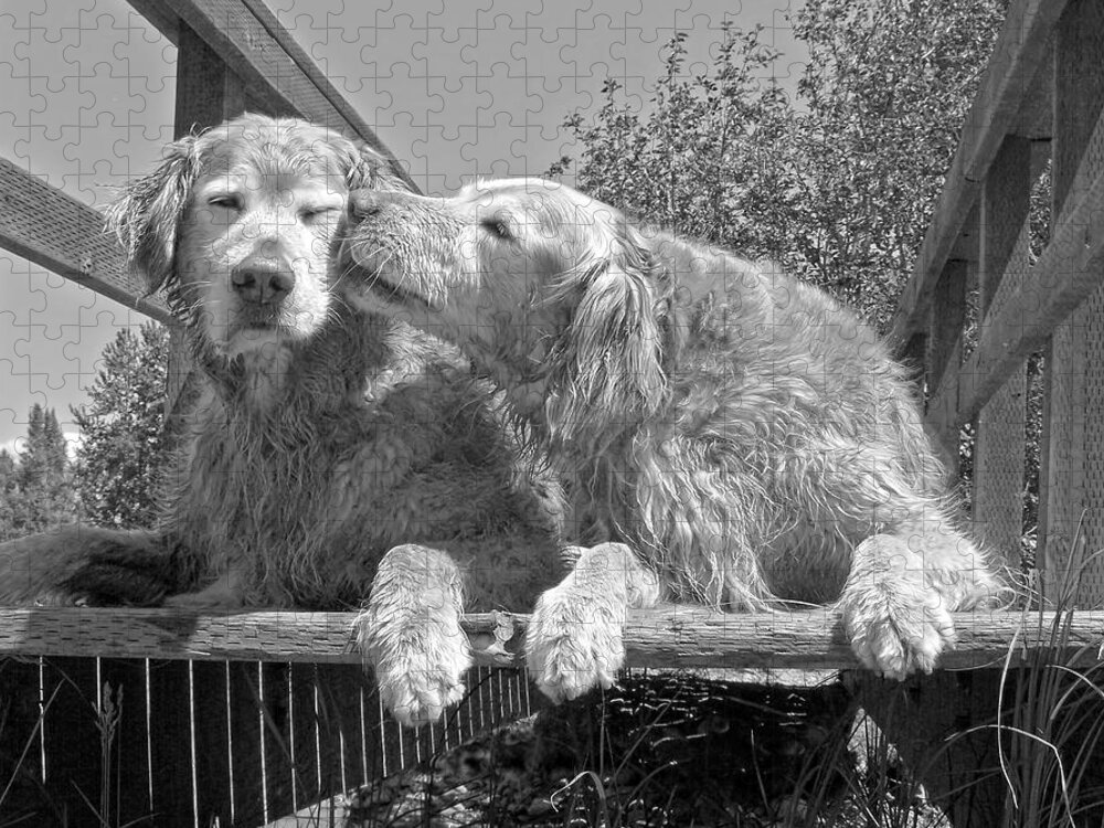 Golden Retriever Jigsaw Puzzle featuring the photograph Golden Retrievers the Kiss Black and White by Jennie Marie Schell