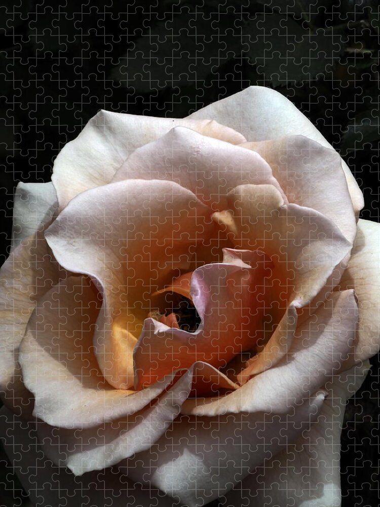 Botanical Jigsaw Puzzle featuring the photograph Golden Rose Unfurled by Richard Thomas