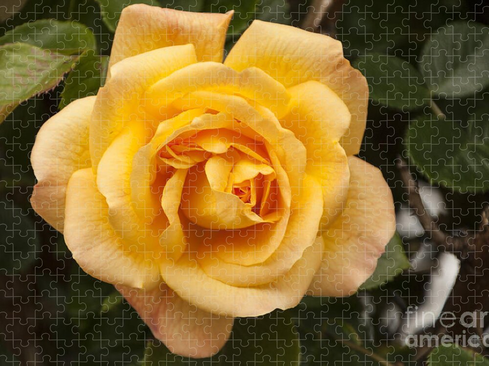 Golden Rose Jigsaw Puzzle featuring the photograph Golden Rose by Victoria Harrington