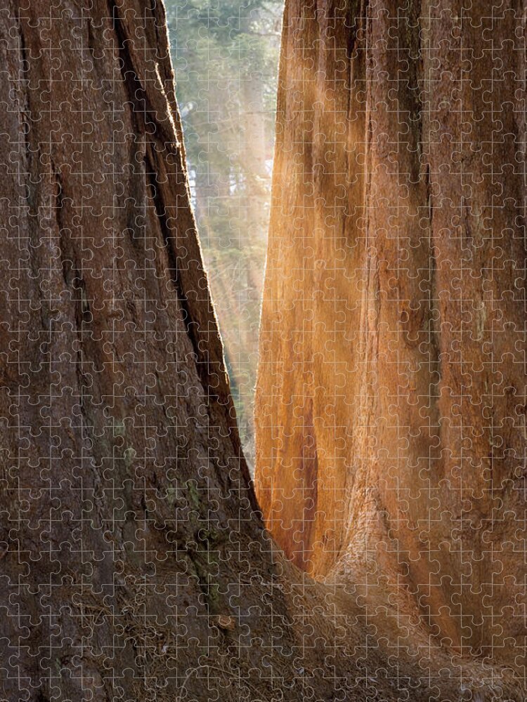 Sequoia Jigsaw Puzzle featuring the photograph Golden Sequoia by Sandra Bronstein