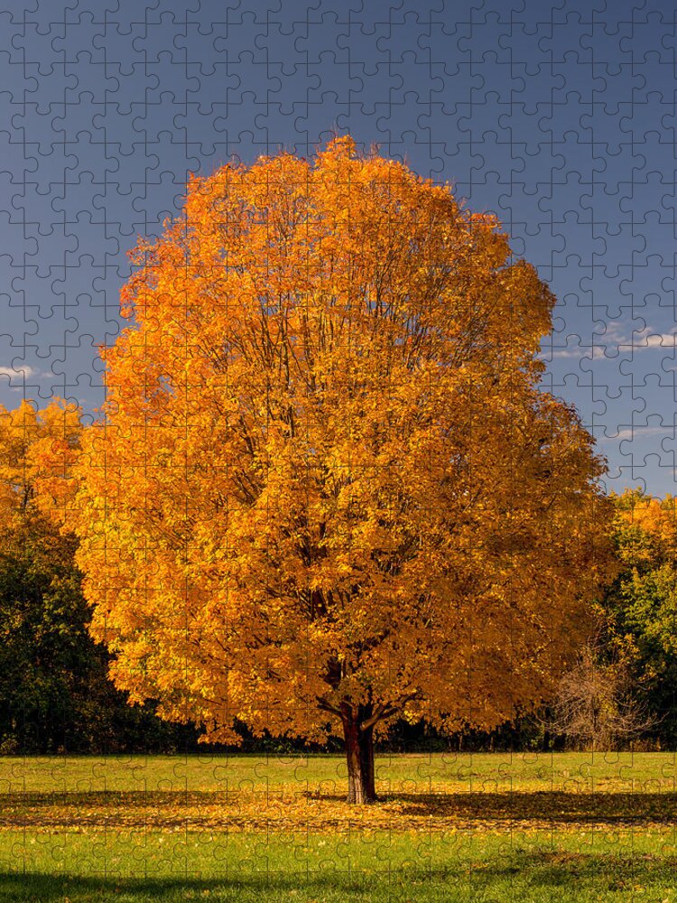 Autumn Jigsaw Puzzle featuring the photograph Golden Tree Of Autumn by Gary Slawsky