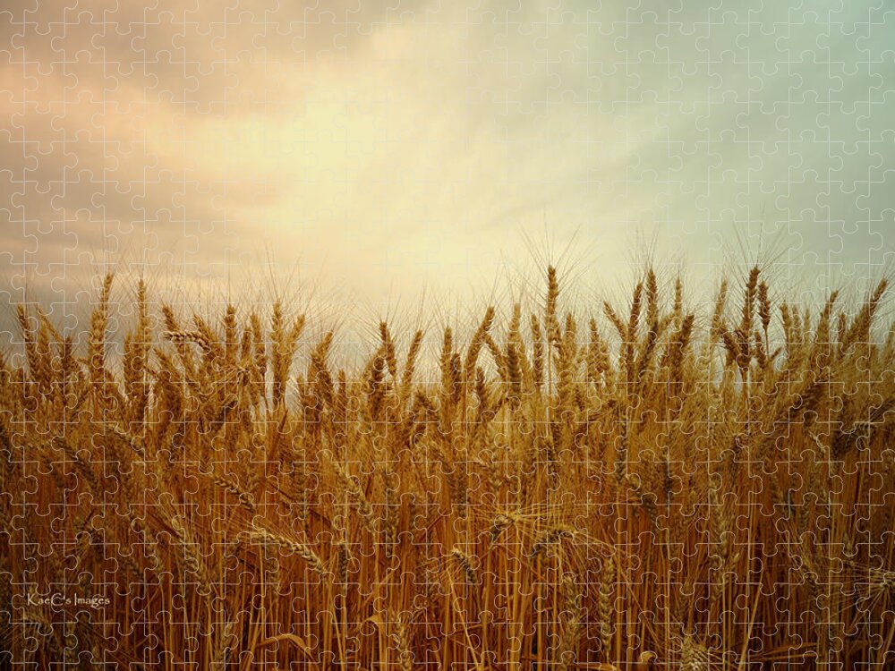 Wheat Jigsaw Puzzle featuring the photograph Golden Wheat by Kae Cheatham