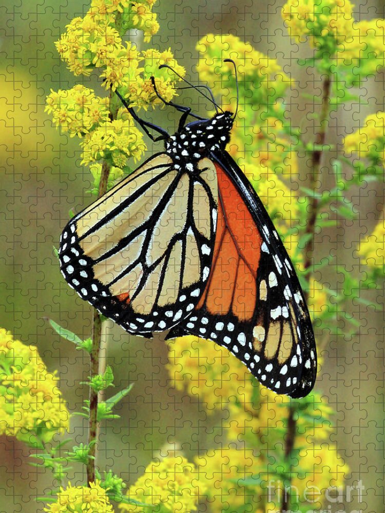 Goldenrod And The Monarch Jigsaw Puzzle featuring the photograph Goldenrod and the Monarch by Jennifer Robin