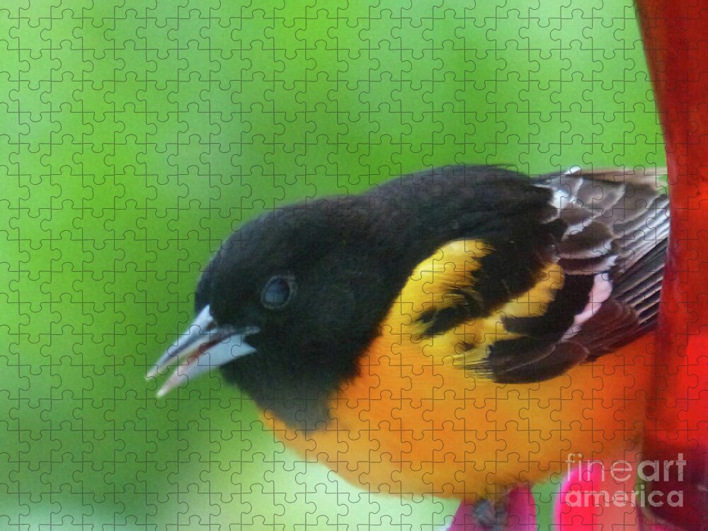 Baltimore Oriole Jigsaw Puzzle featuring the photograph Good Morning Mr. Oriole by Rosanne Licciardi