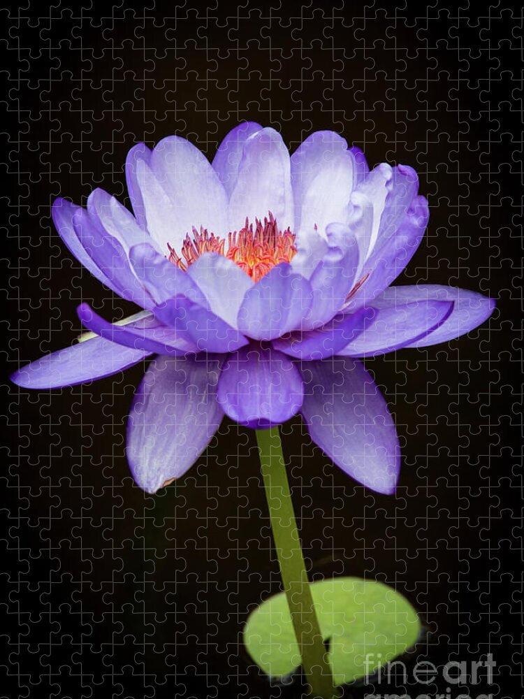 Spring Jigsaw Puzzle featuring the photograph Gorgeous Purple Water Lily by Sabrina L Ryan