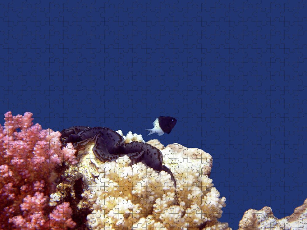 Sealife Jigsaw Puzzle featuring the photograph Gorgeous Red Sea World 4 by Johanna Hurmerinta