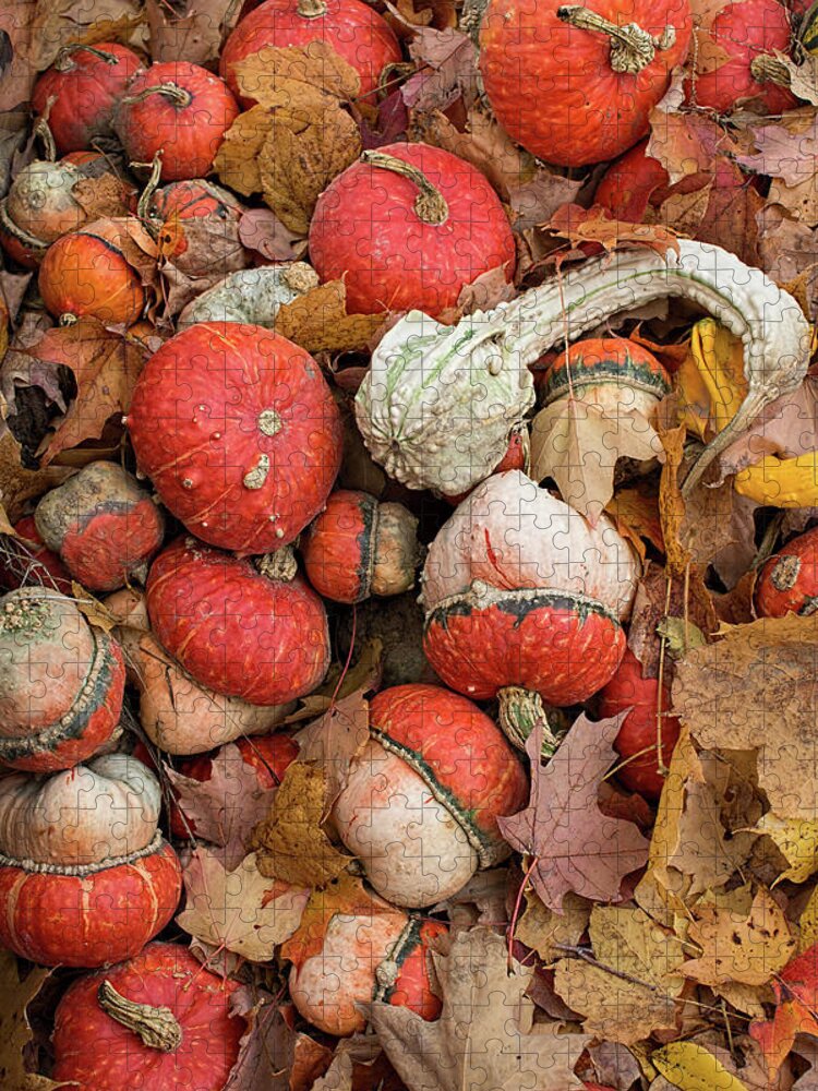 Gourds Jigsaw Puzzle featuring the photograph Gourds and Autumn Leaves by Barbara McMahon