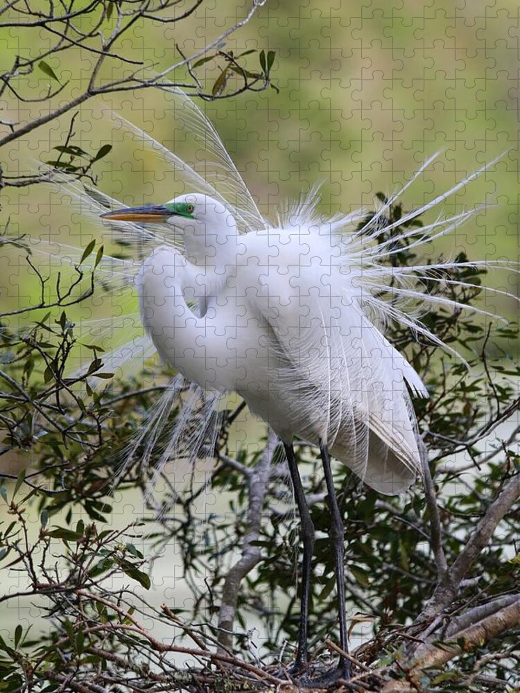 Great White Egret Jigsaw Puzzle featuring the photograph Grace IN Nature II by Carol Montoya