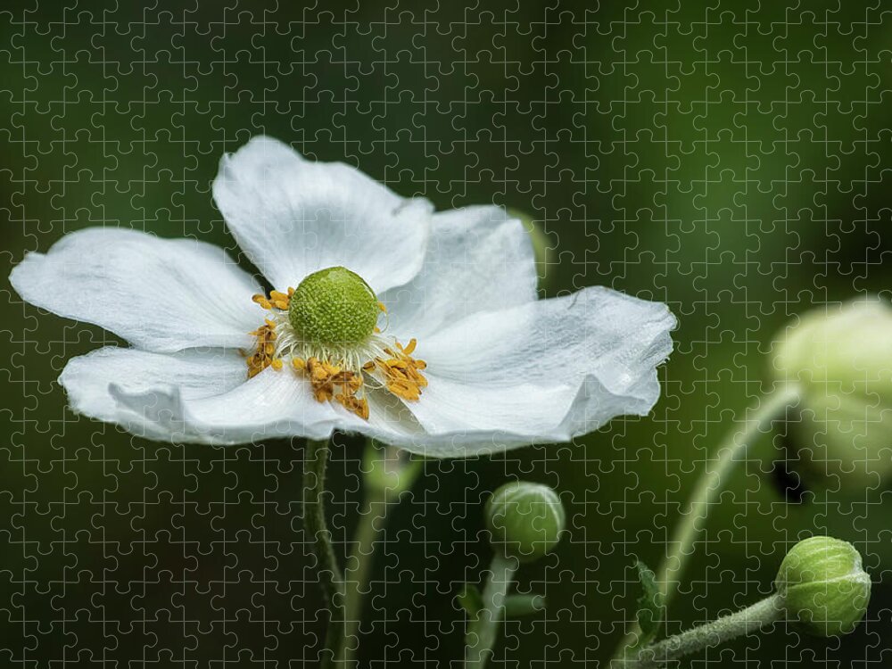 Anemone Jigsaw Puzzle featuring the photograph Graceful Anemones, No. 3 by Belinda Greb