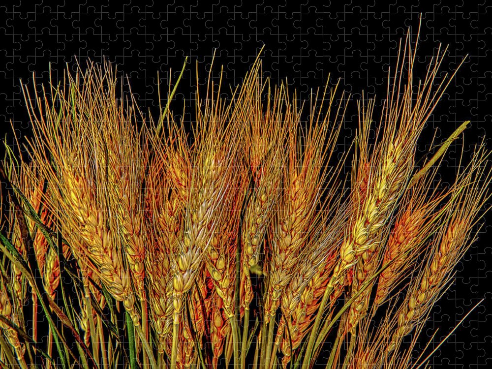 Grain Jigsaw Puzzle featuring the photograph Grain by Bob Orsillo