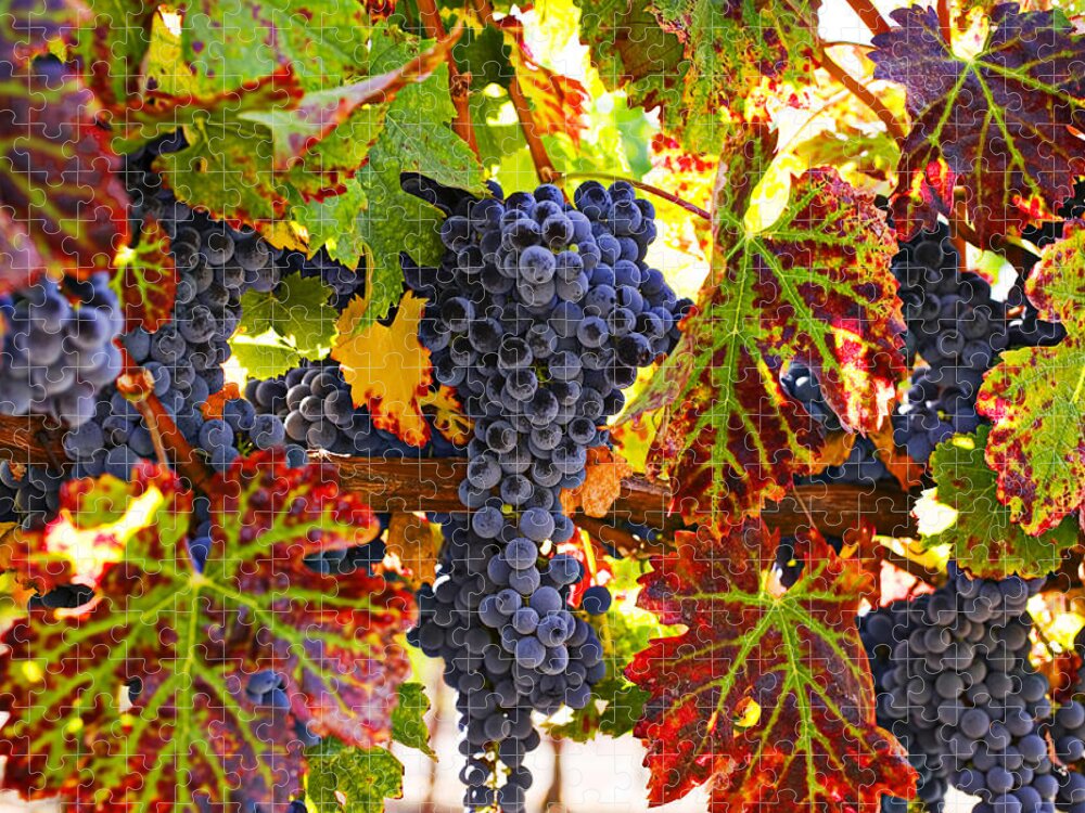 Grapes Jigsaw Puzzle featuring the photograph Grapes on vine in vineyards by Garry Gay