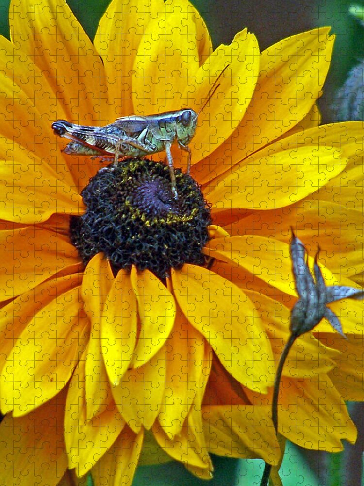 Insects Jigsaw Puzzle featuring the photograph Grasshopper and Susan by Jennifer Robin