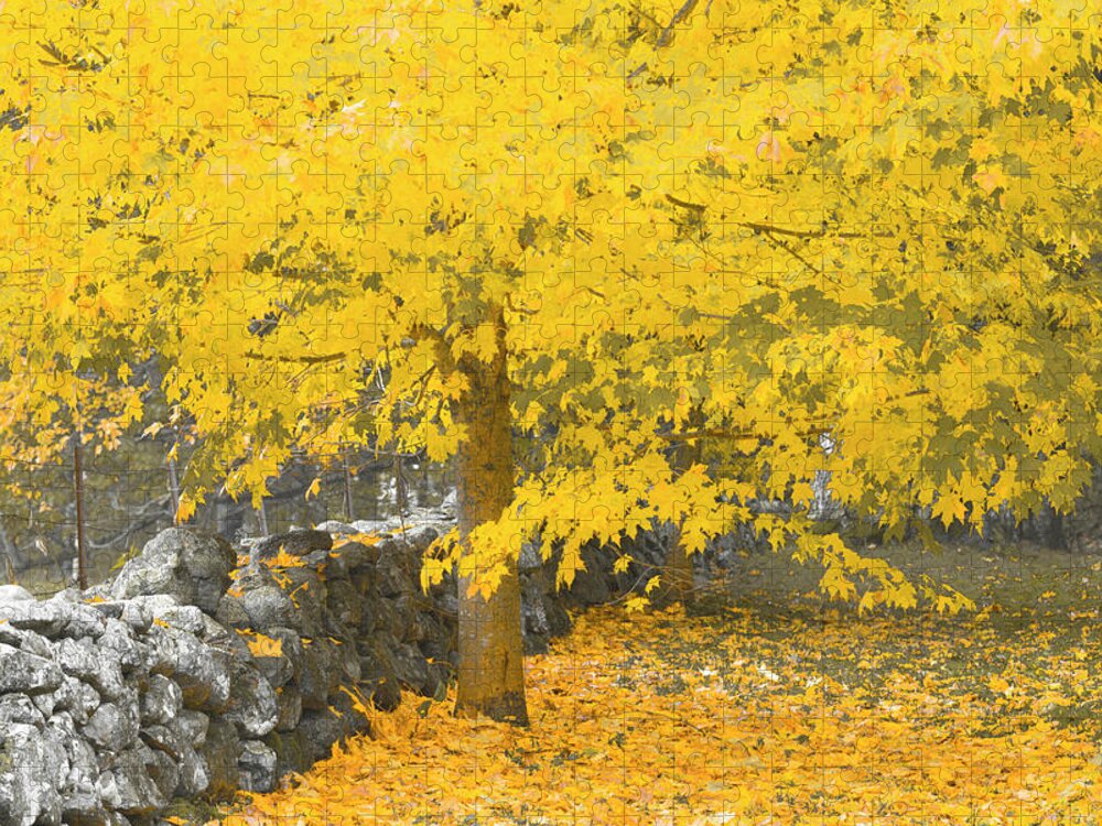 Fall. Maine Jigsaw Puzzle featuring the photograph Gravitational Inevitability by Jeff Cooper