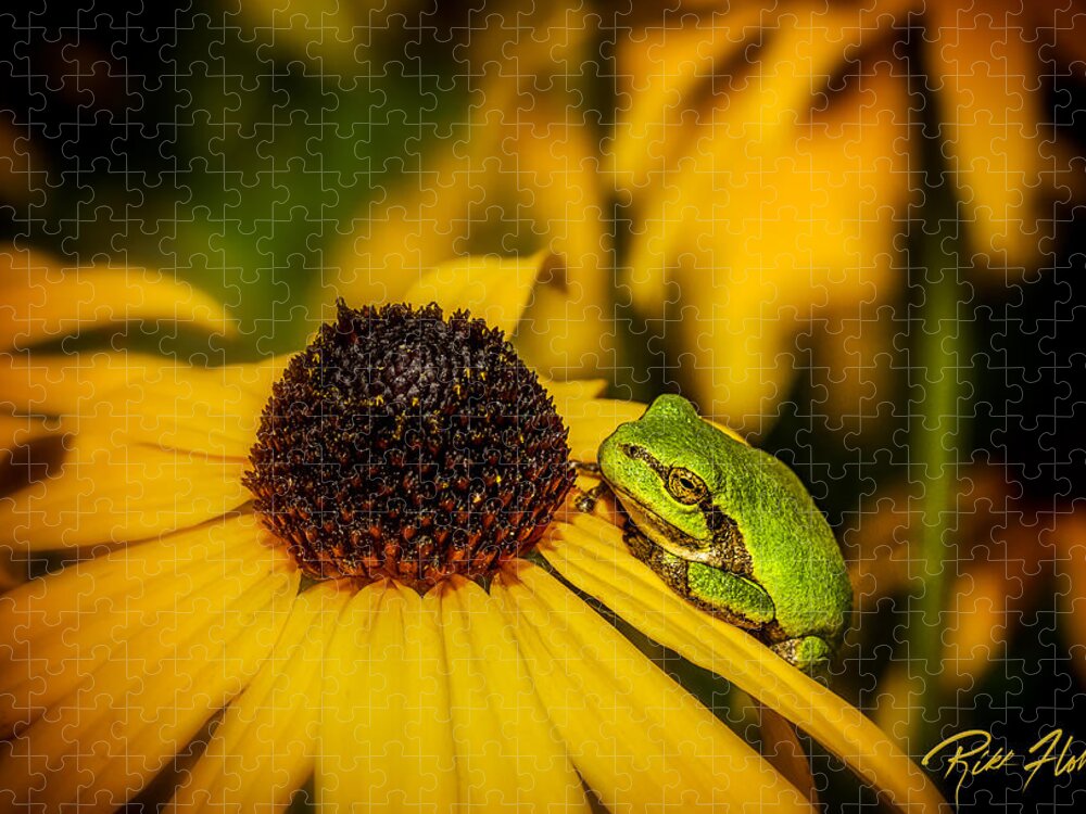 Animals Jigsaw Puzzle featuring the photograph Gray Tree Frog in Flowers by Rikk Flohr