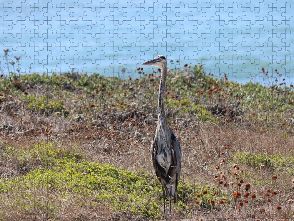 Great Blue Heron Jigsaw Puzzle featuring the photograph Great Blue Heron - 9 by Christy Pooschke