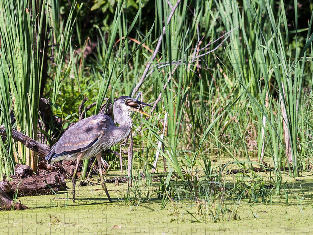 Great Blue Heron Jigsaw Puzzle featuring the photograph Great Blue Heron and Blue Gill by Ed Peterson