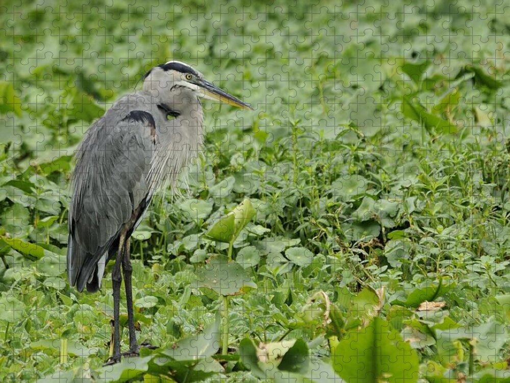 Great Blue Heron Jigsaw Puzzle featuring the photograph Great Blue Heron and Water Lilies by Bradford Martin