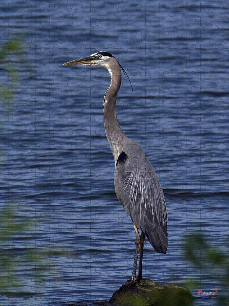 Marsh Jigsaw Puzzle featuring the photograph Great Blue Heron DMSB0001 by Gerry Gantt