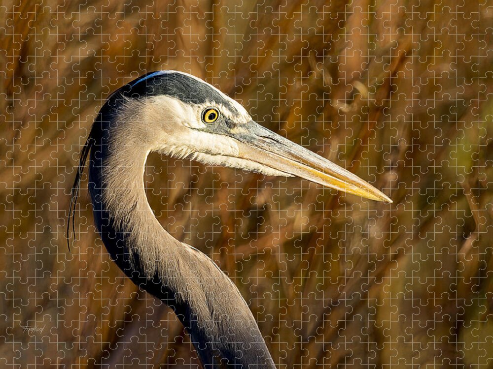 Bird Jigsaw Puzzle featuring the photograph Great Blue Heron Hunting by Fred J Lord
