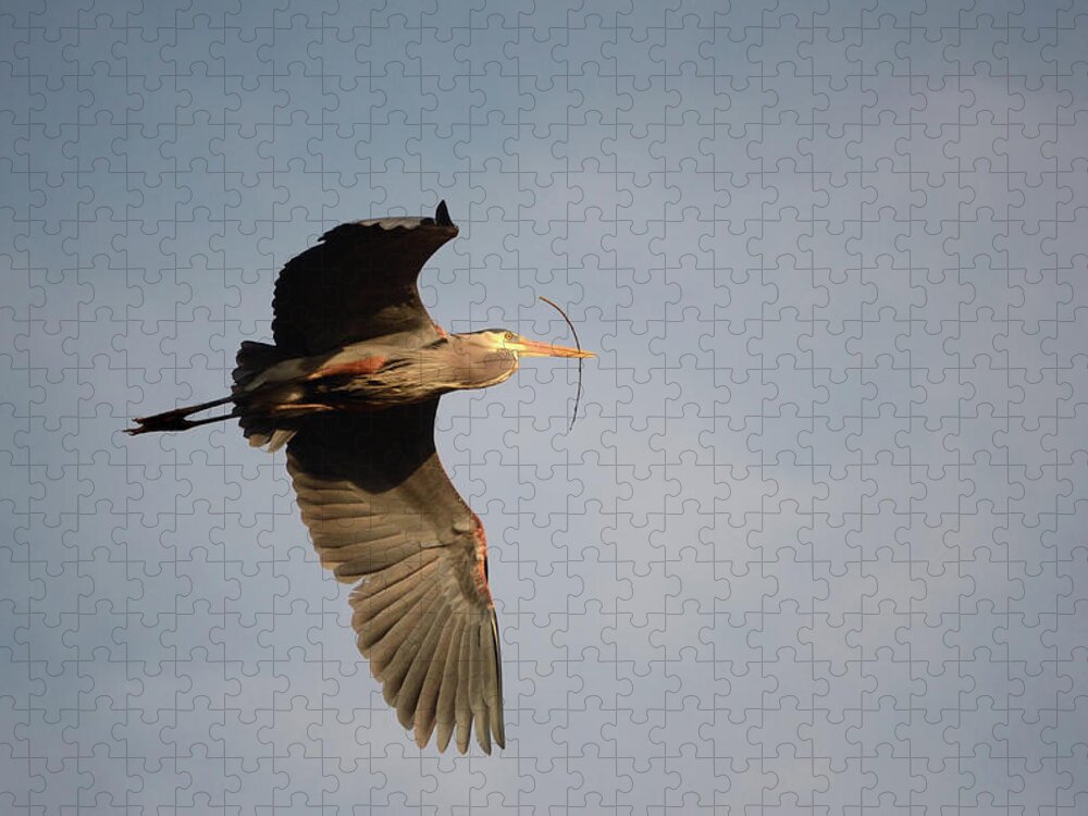 Adult Jigsaw Puzzle featuring the photograph Great Blue Heron In Flight by Ann Bridges