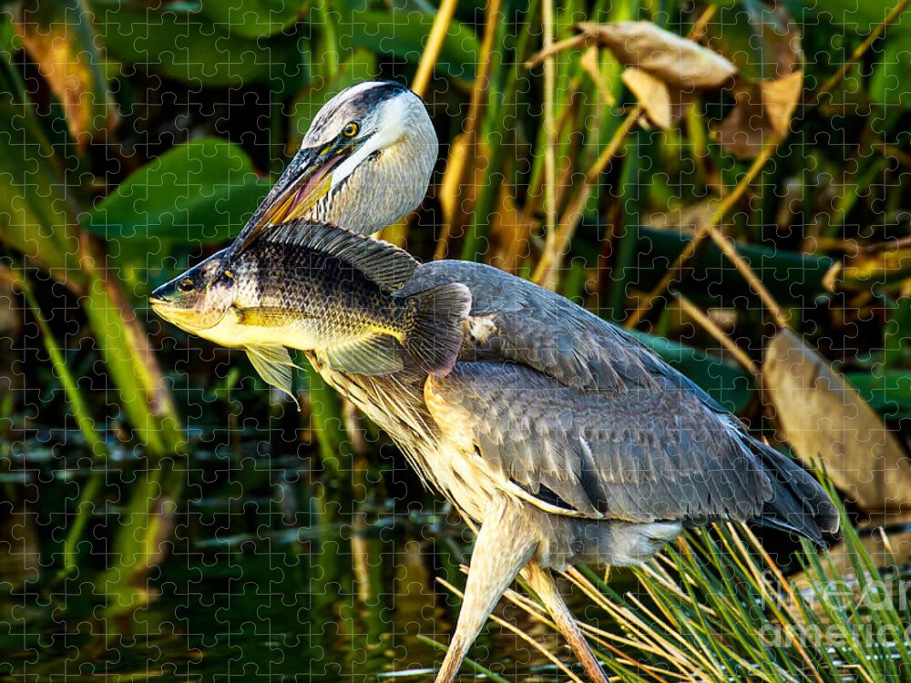 Great Blue Heron Jigsaw Puzzle featuring the photograph Great Blue Heron with Fish by Ben Graham