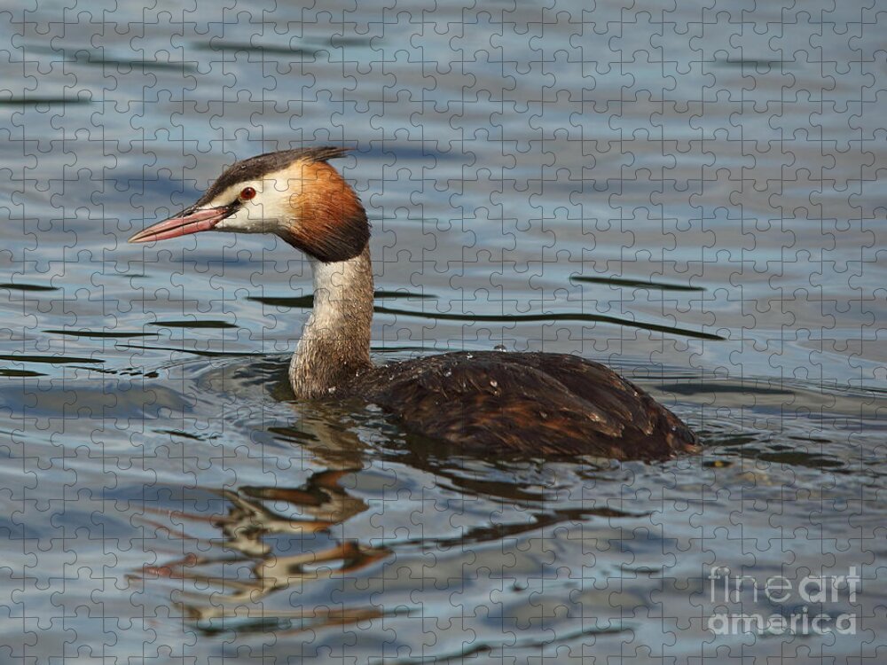 Great Crested Grebe Jigsaw Puzzle featuring the photograph Great Crested Grebe by Maria Gaellman