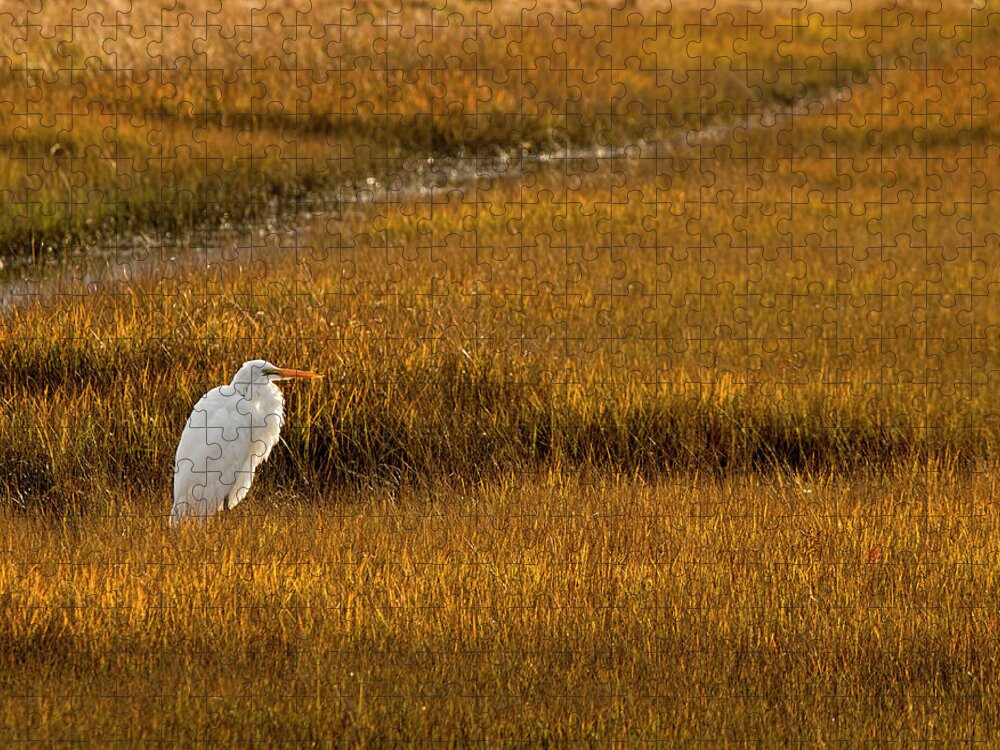 Great Egret Jigsaw Puzzle featuring the photograph Great Egret in Morning Light by Kristia Adams