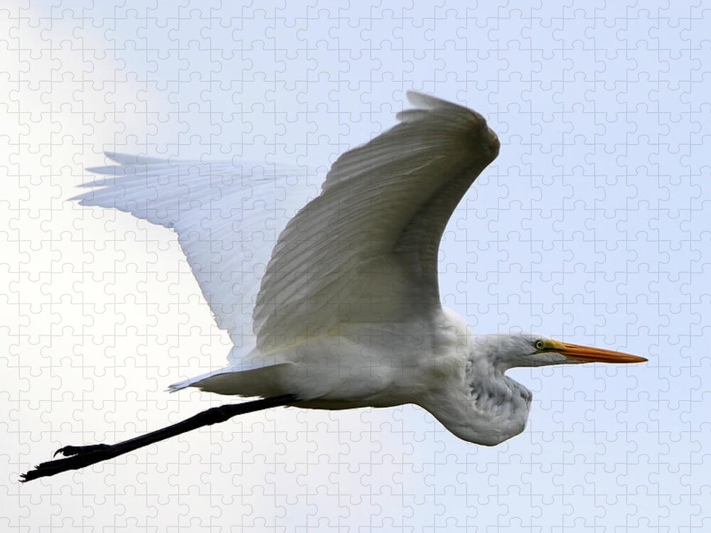 Great Egret Jigsaw Puzzle featuring the photograph Great Egret Port Jefferson New York by Bob Savage