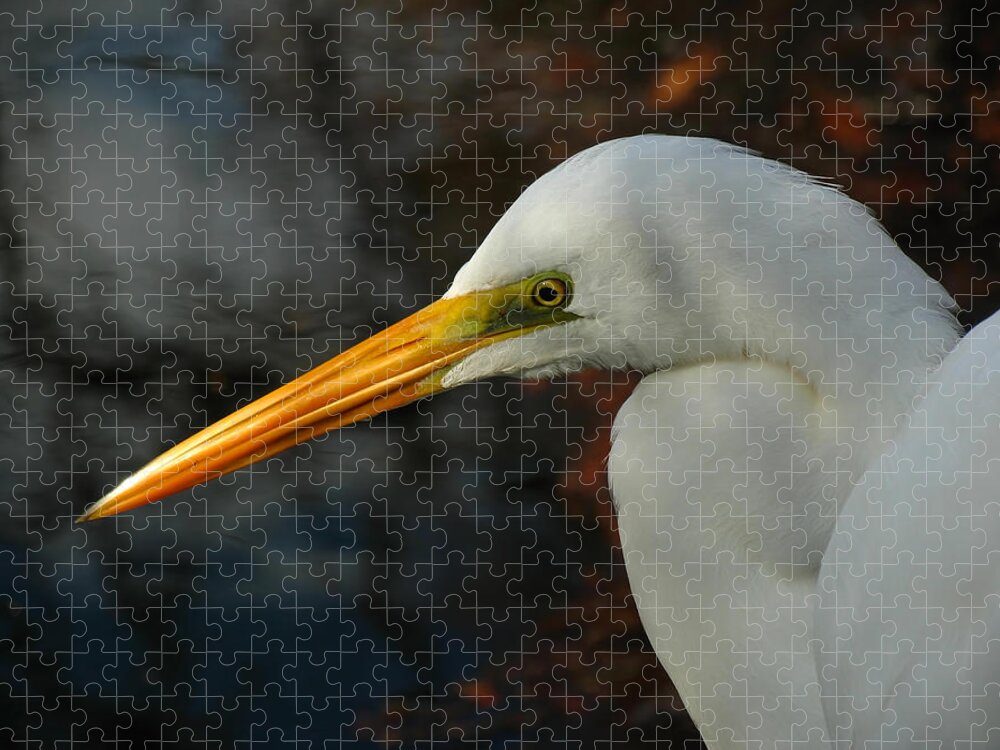 Snowy Jigsaw Puzzle featuring the photograph Great Egret Portrait by Juergen Roth