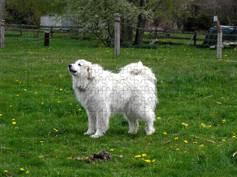 Dog Jigsaw Puzzle featuring the photograph Great Pyrenees by Kim Galluzzo
