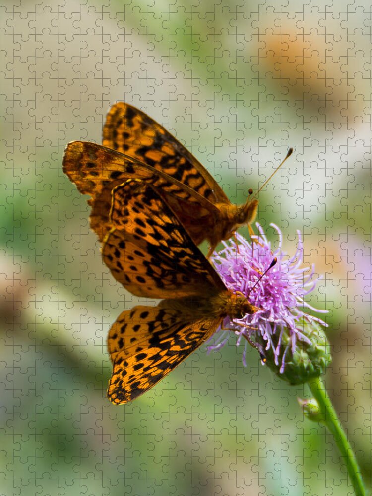 Great Spangled Fritillary Jigsaw Puzzle featuring the photograph Great Spangled Fritillary Couple by Holden The Moment