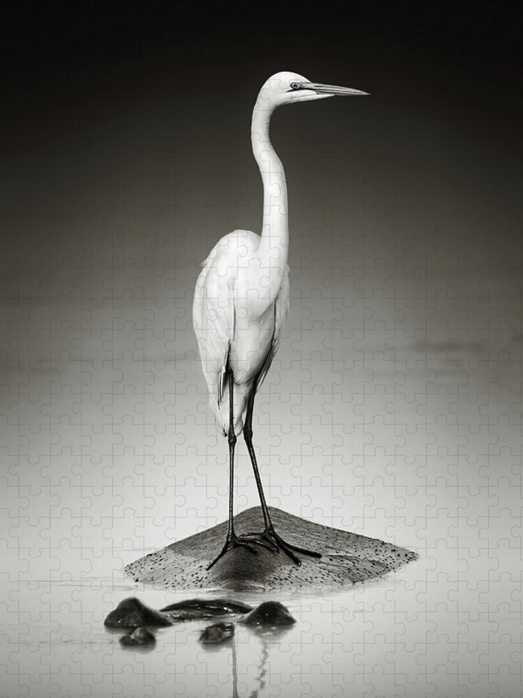 Egret Jigsaw Puzzle featuring the photograph Great white egret on Hippo by Johan Swanepoel
