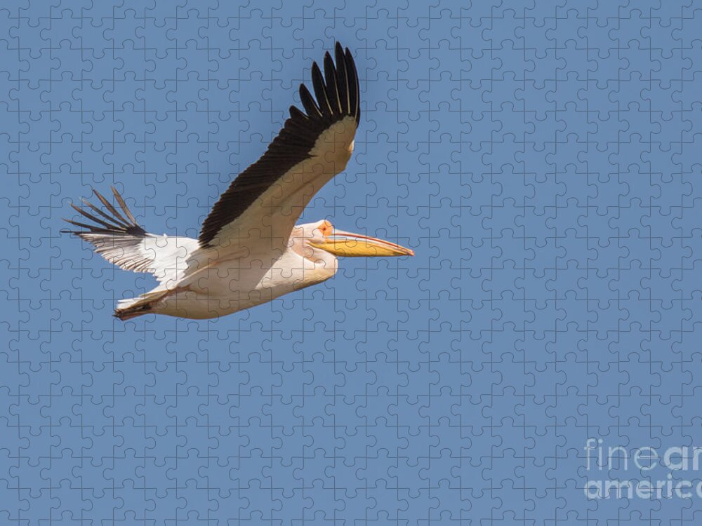 Animalia Jigsaw Puzzle featuring the photograph Great white pelican over Kerkini lake Greece by Jivko Nakev